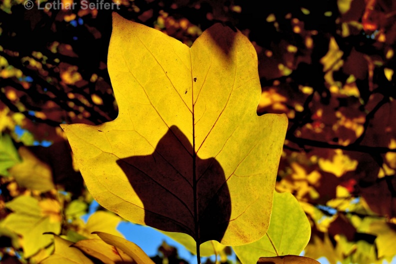 Herbstblätter-10.jpg