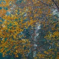 Herbstblätter-16
