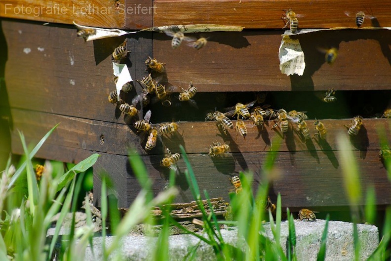 Bienen am Bienenstock.jpg
