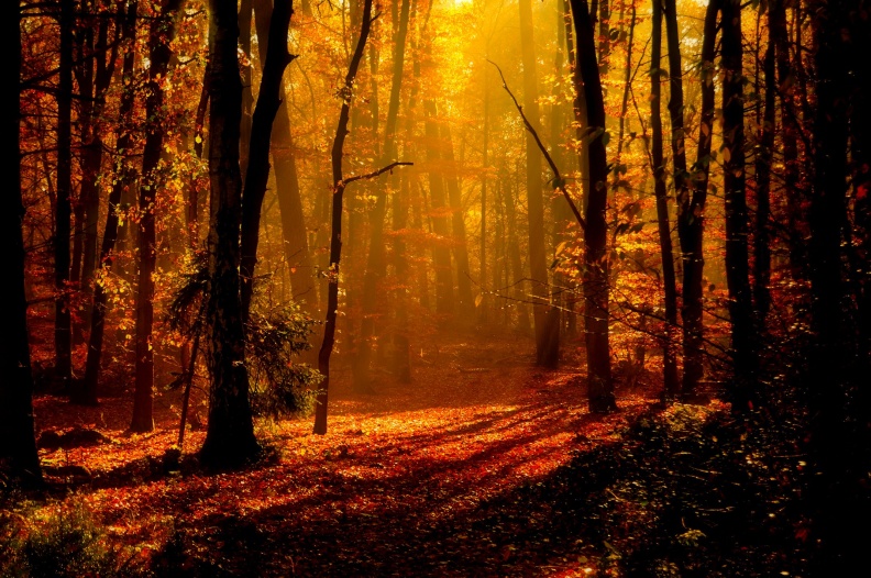 Herbstwald.jpg