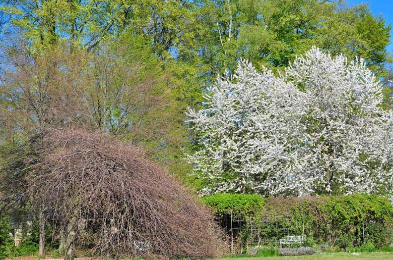 Botanischer Garten Frühjahr.jpg