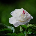 weiße rose.jpg