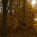 Läufer im Herbst