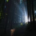 Waldlicht1