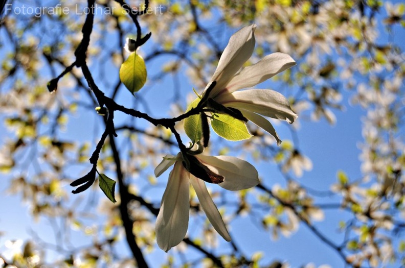 magnolie_im_licht.jpg