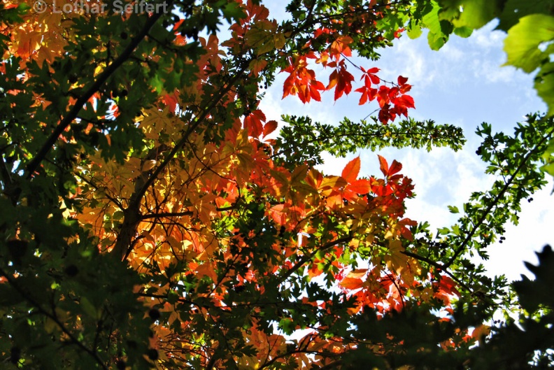 Herbstblätter-07.jpg