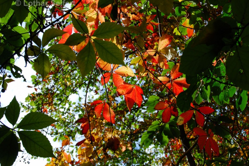 Herbstblätter-08.jpg