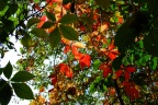 Herbstblätter-08