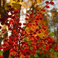 Herbstblätter-15.jpg