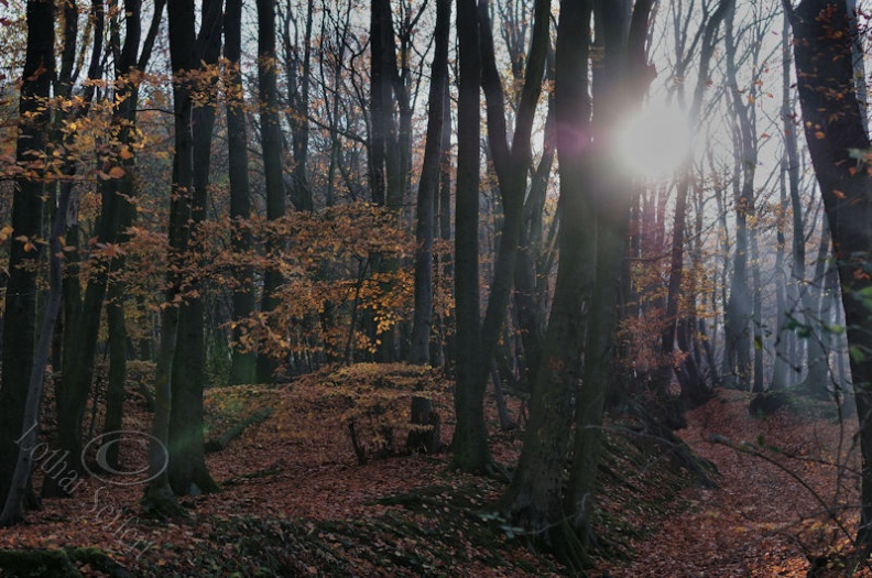 Herbstlichter-06.jpg