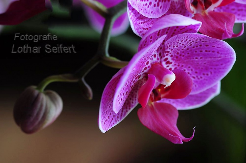 Orchidee Pink.jpg