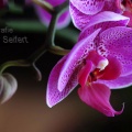 Orchidee Pink.jpg