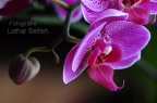 Orchidee Pink