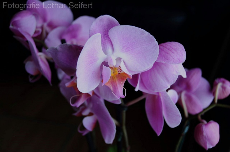Orchidee Pink_1.jpg