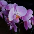 Orchidee Pink 1