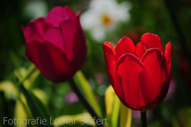 Tulpe Rot.jpg
