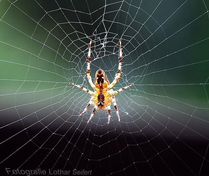 Spinne im Netz.jpg