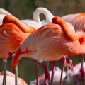 Flamingos.jpg