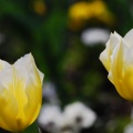 Tulpen Gelb