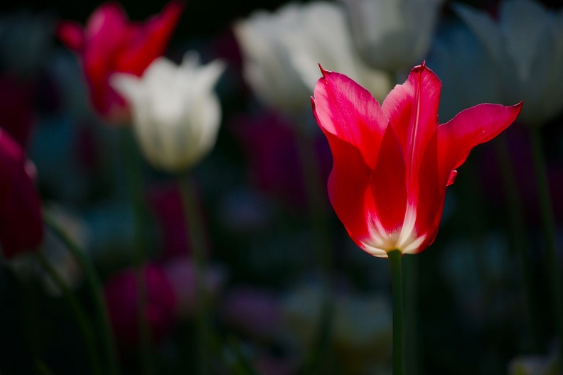 Tulpe Rot.jpg