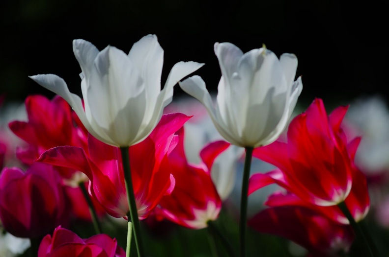 Tulpen Weiß Rot.jpg