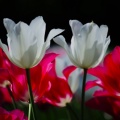 Tulpen Weiß Rot
