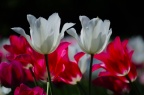 Tulpen Weiß Rot