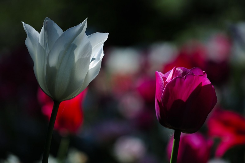 Tulpen Weiß Pink