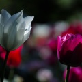 Tulpen Weiß Pink.jpg