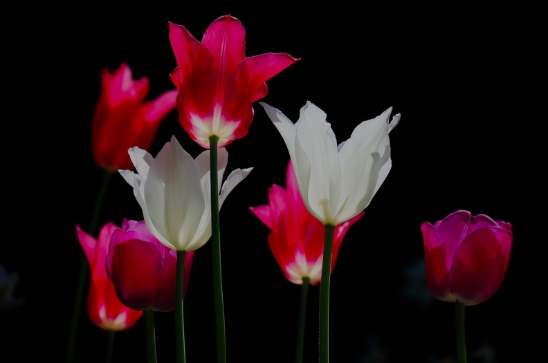 Tulpen Weiß Pink Rot.jpg