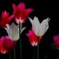 Tulpen Weiß Pink Rot
