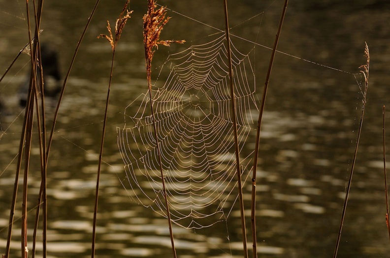 Spinnennetz.jpg