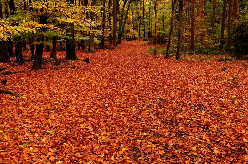 Herbstwald.jpg