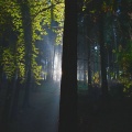 Waldlicht