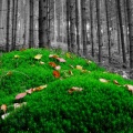 Unser Wald....jpg