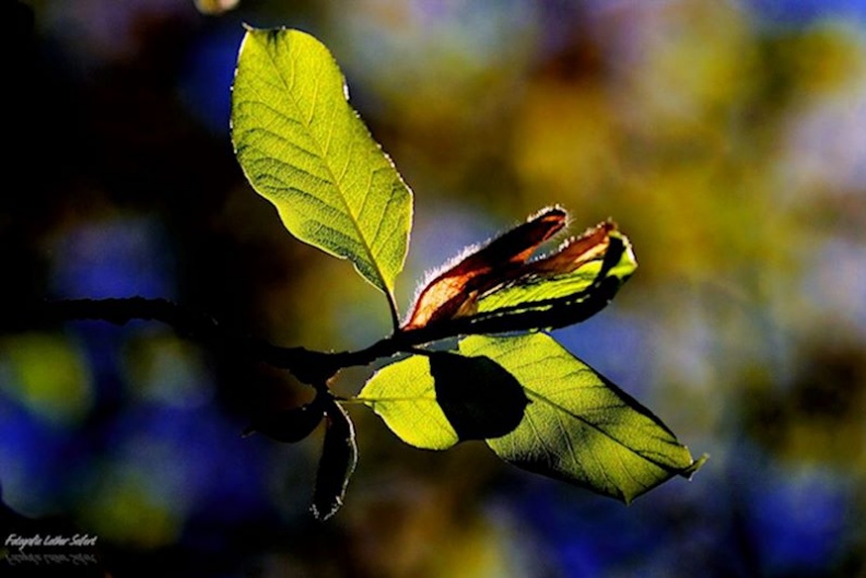 Blätter im Licht.jpg