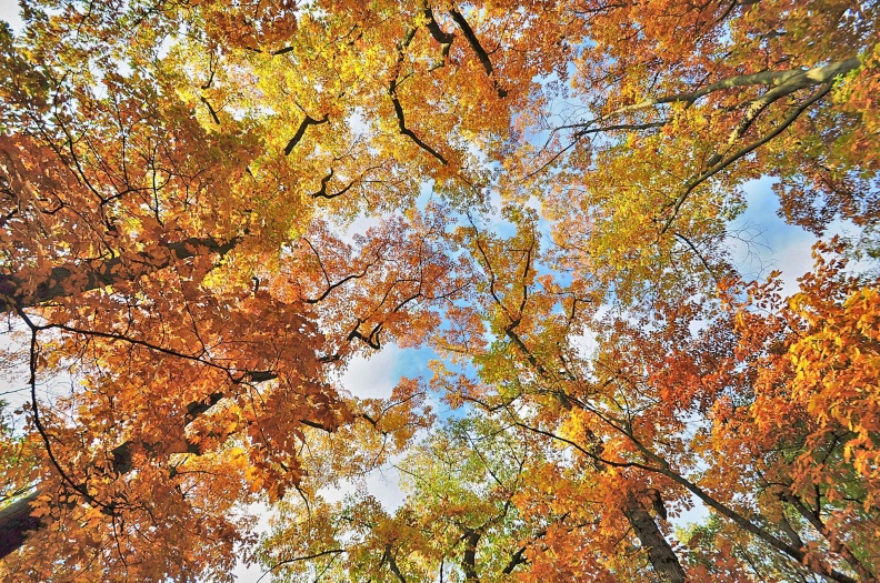 Baumfarben Herbst