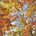 Baumfarben Herbst.jpg