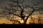 Sonnenuntergang Baum