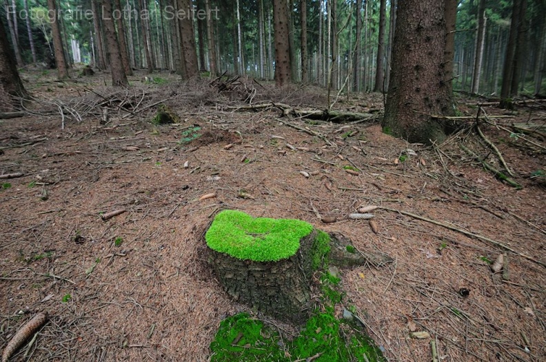 Ein Platz im Wald.jpg
