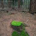 Ein Platz im Wald