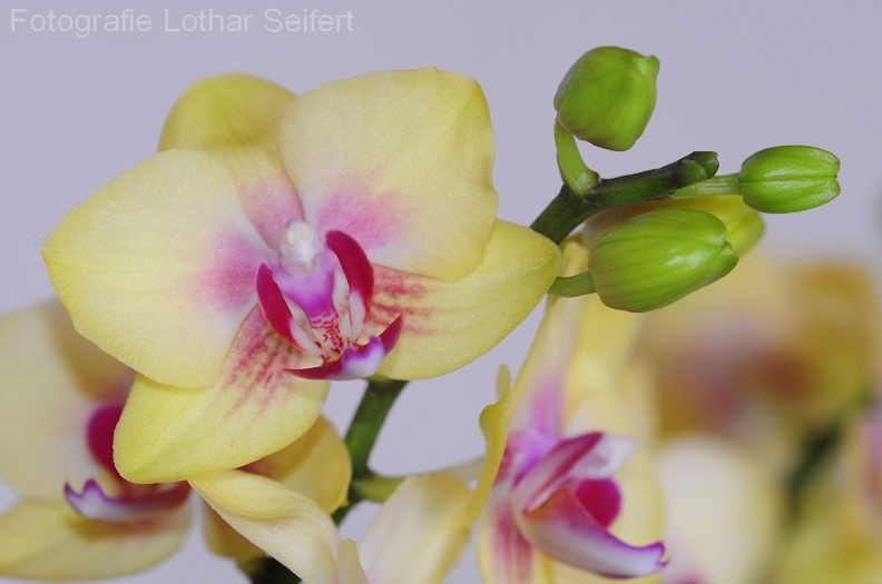 Orchidee Gelb.jpg