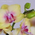 Orchidee Gelb.jpg