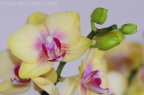 Orchidee Gelb
