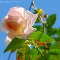 Rose Pink Weiß