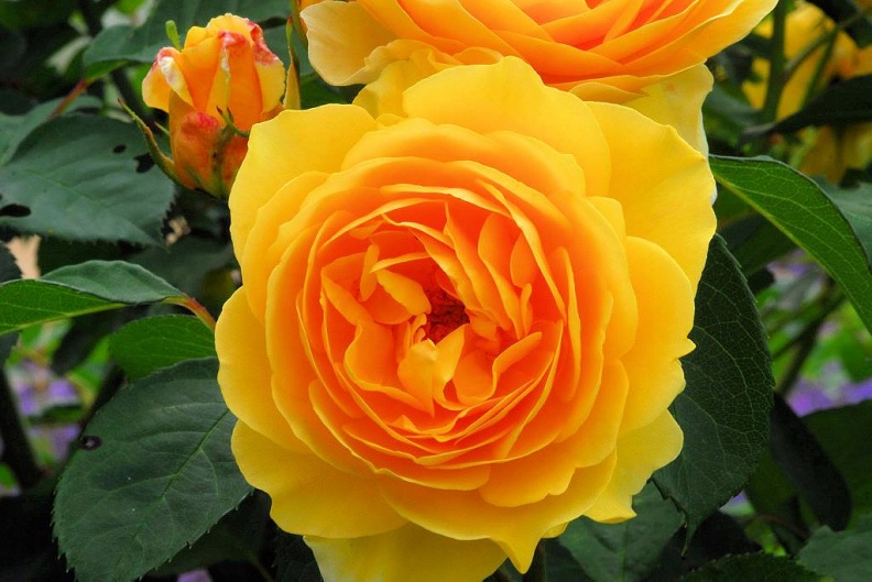 Rose Gelb.jpg