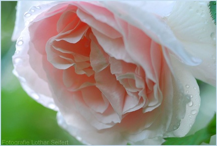 Rose Weiß