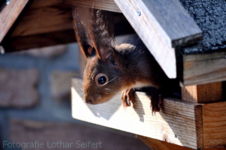 Eichhörnchen im Vogelfutterhaus.jpg