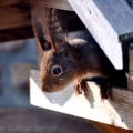 Eichhörnchen im Vogelfutterhaus