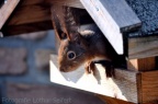 Eichhörnchen im Vogelfutterhaus
